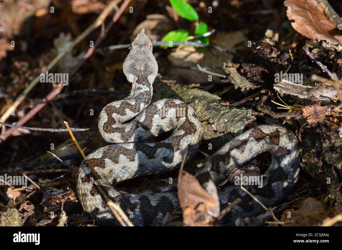 Vipera ammodytes oder Nase horned Viper, die gefährlichste Europäische giftige Schlange im natürlichen Lebensraum Stockfoto