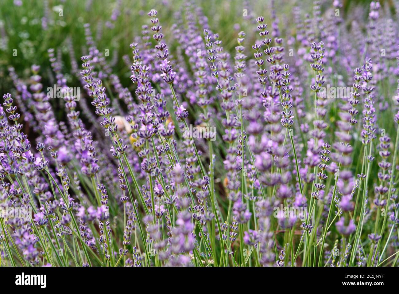 Lavendelspitzen. Lavendelfeld, Lavandula angustifolia, Lavandula officinalis. Vollformat-Hintergrund. Stockfoto