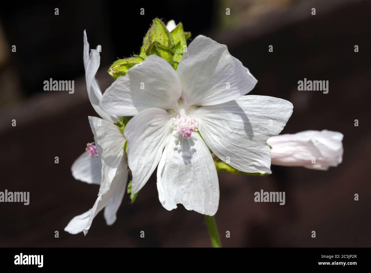 Malva 'Alba' eine weiße krautige Sommerblüte im Frühling, die allgemein als Moschusmalve bekannt ist Stockfoto