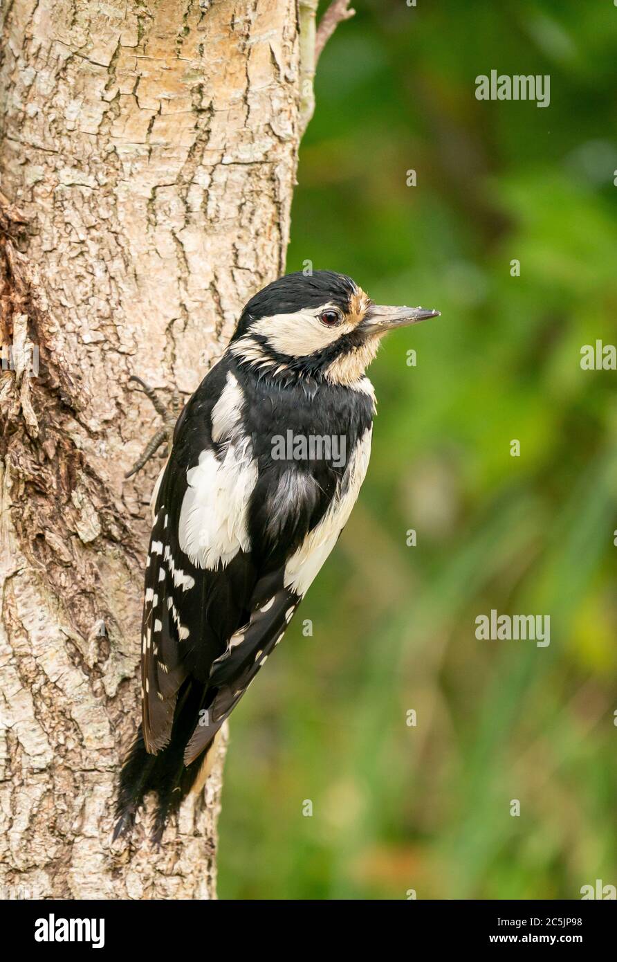 Gartenvögel 4. Juni Stockfoto