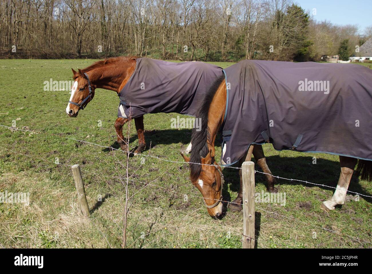 Zwei Pferde auf einer Wiese mit Pferdedecken gegen die Kälte im Frühjahr. In den Niederlanden in der Nähe des Dorfes Bergen und den Dünen. Niederlande, Stockfoto