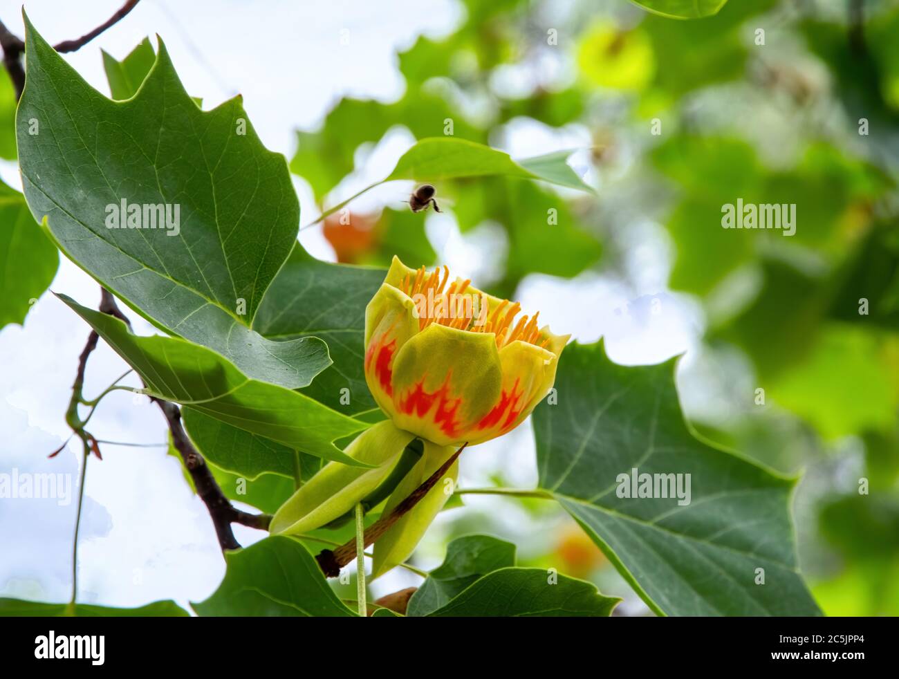 Blume Liriodendron Tulipifera (Tulpenbaum, amerikanischer Tulpenbaum, Tulpenbaum, Tulpenpappel, Nadelbaum, Gelbpappel) Stockfoto