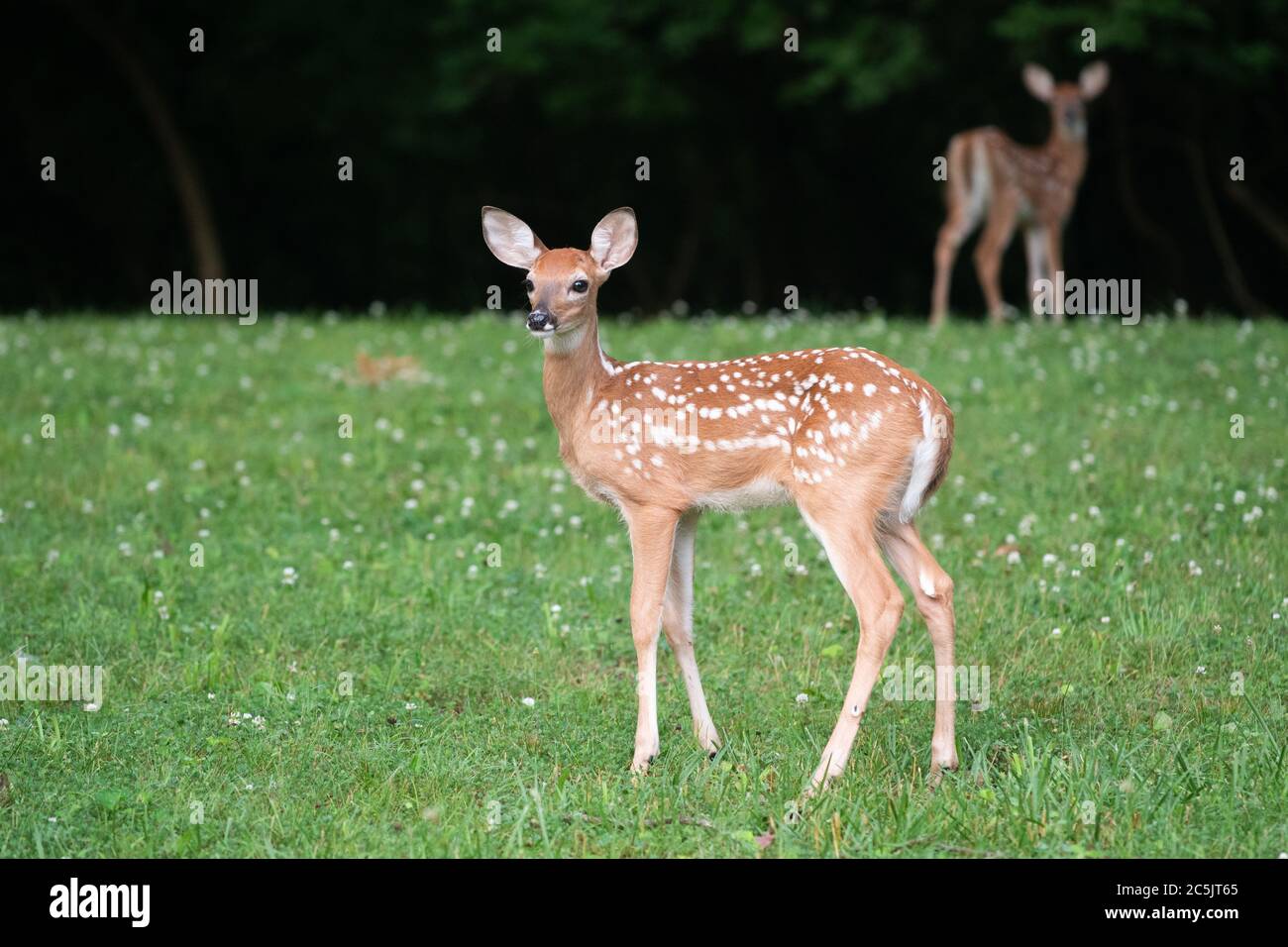 Whitetailed Hirschfawn im Vordergrund mit Twin Fawn und Hirschhintergrund n einem offenen Feld im Sommer Stockfoto