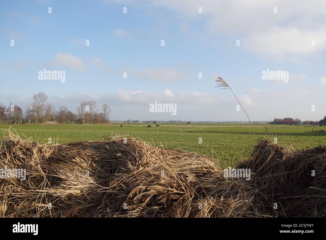 Wiesen Lieschgras Stockfotos und bilder Kaufen Alamy
