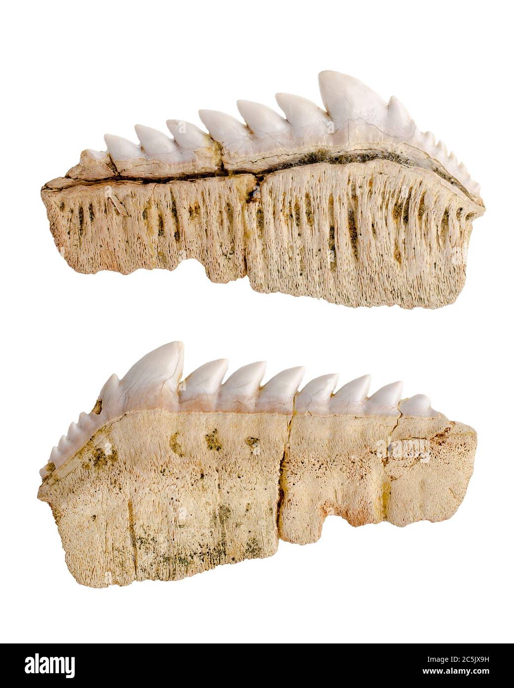 Paläontologie. Notidanus. Fossile versteinerte Haifischzähne. Isoliert auf Weiß. Stockfoto