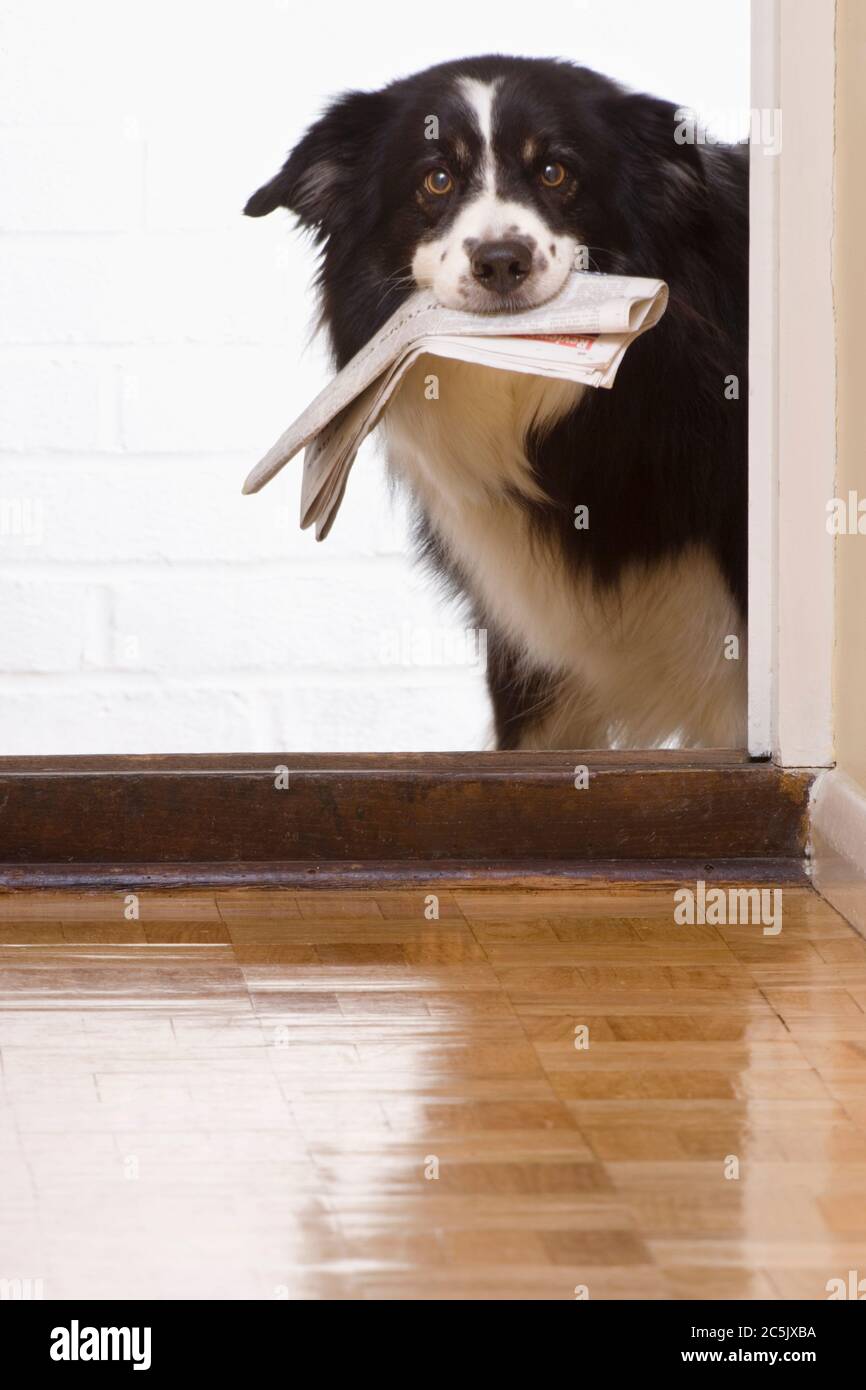 DoD (Border Collie) mit Zeitung. Stockfoto