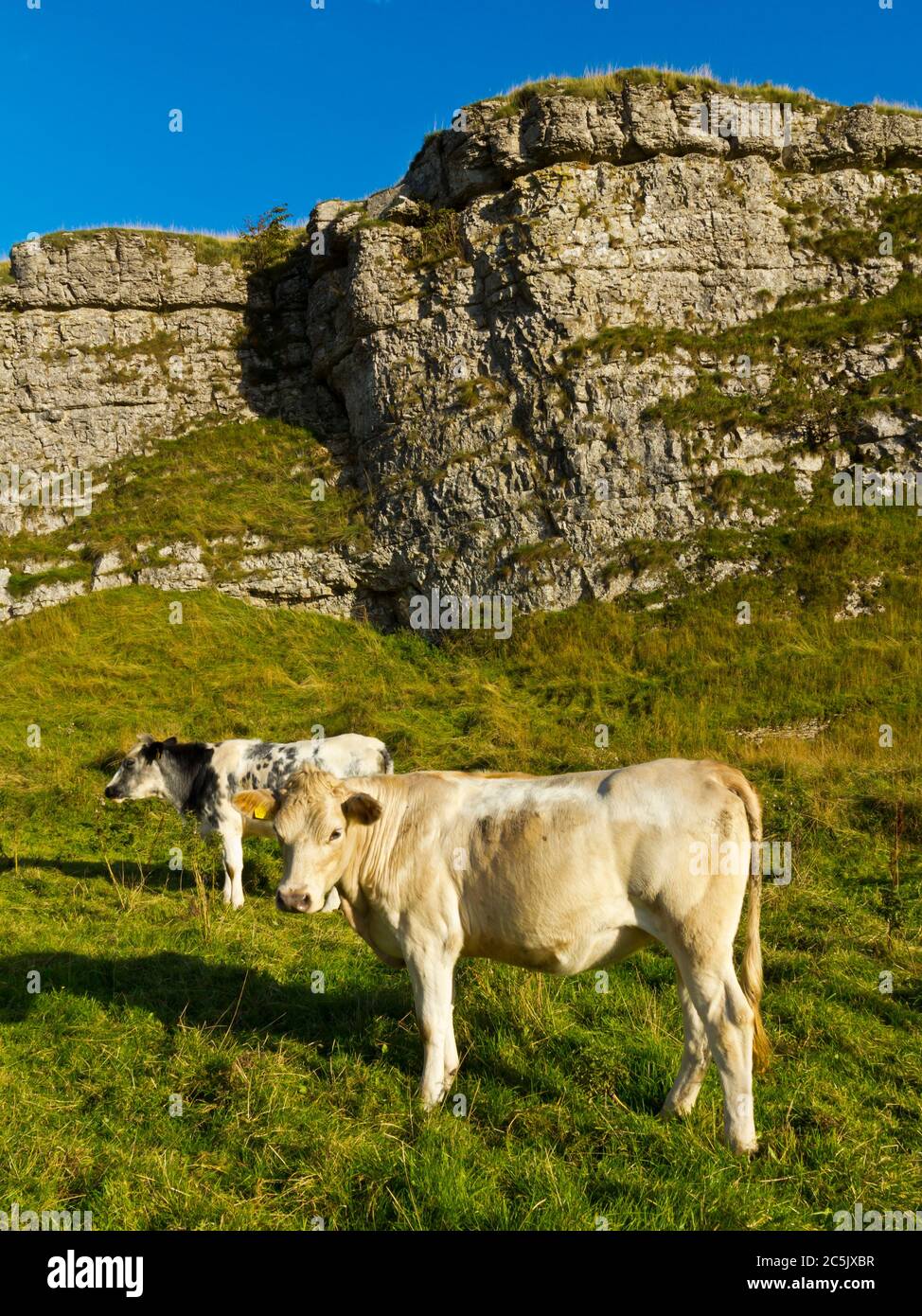Rinder grasen in Cressbrook Dale oder Ravensdale eine trockene Karbonifus Schlucht in der Nähe von Bakewell im Peak District National Park Derbyshire England Stockfoto