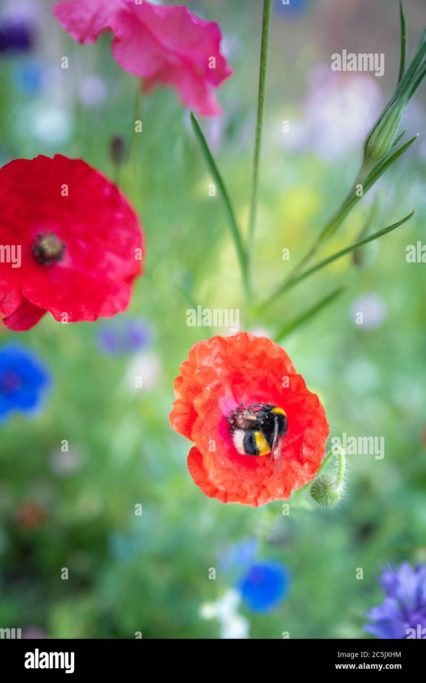 Eine Hummel rollt sich auf der Suche nach Nektar in einem roten Mohnblumen in einem Wildblumenfeld. Stockfoto