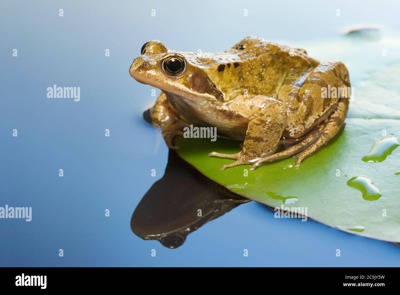 Grasfrosch, Rana Temporaria. Stockfoto