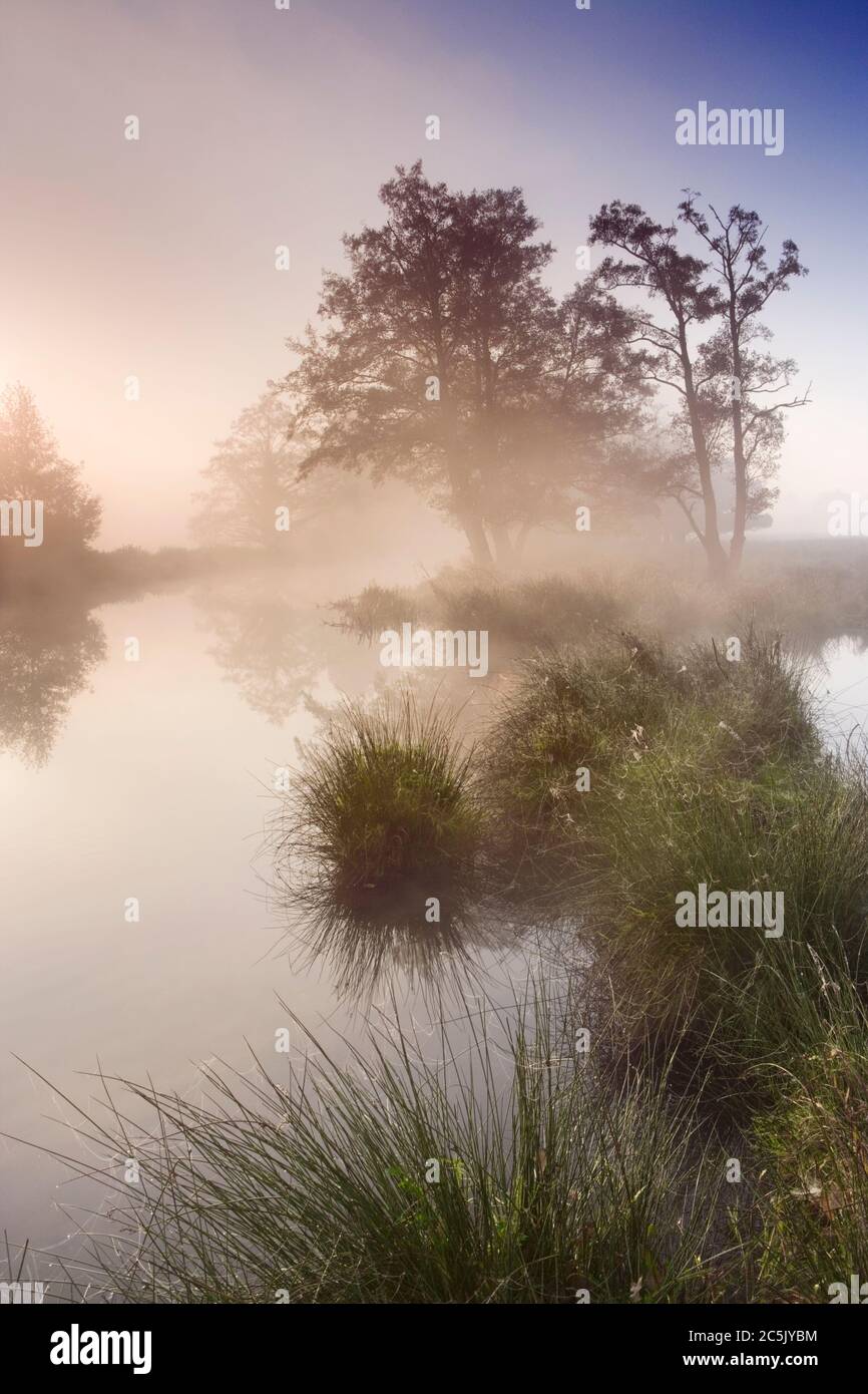 Neblige Morgendämmerung auf dem Fluss Wey bei Send, Surrey, Großbritannien. Stockfoto