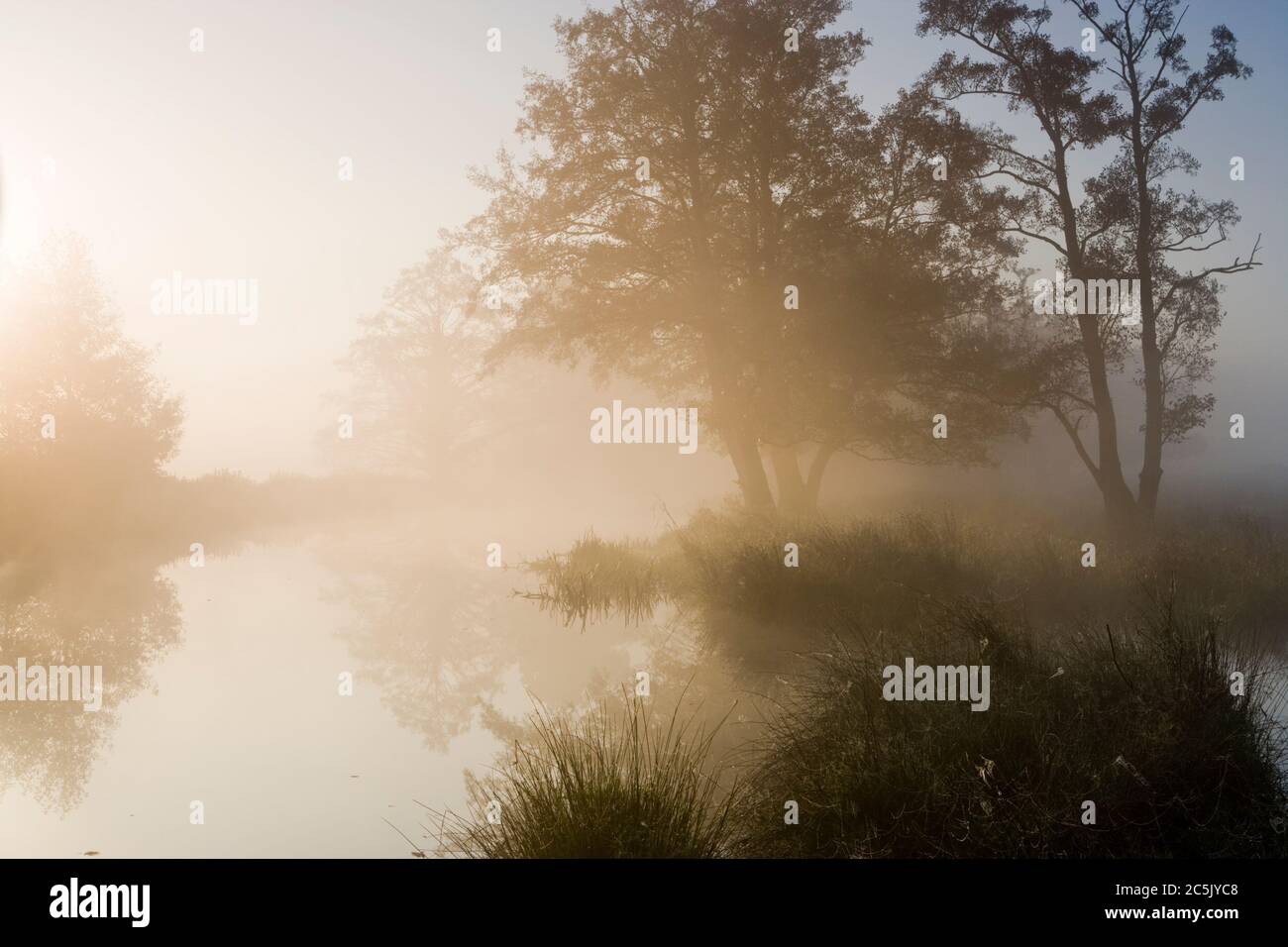 Neblige Morgendämmerung auf dem Fluss Wey bei Send, Surrey, Großbritannien. Stockfoto