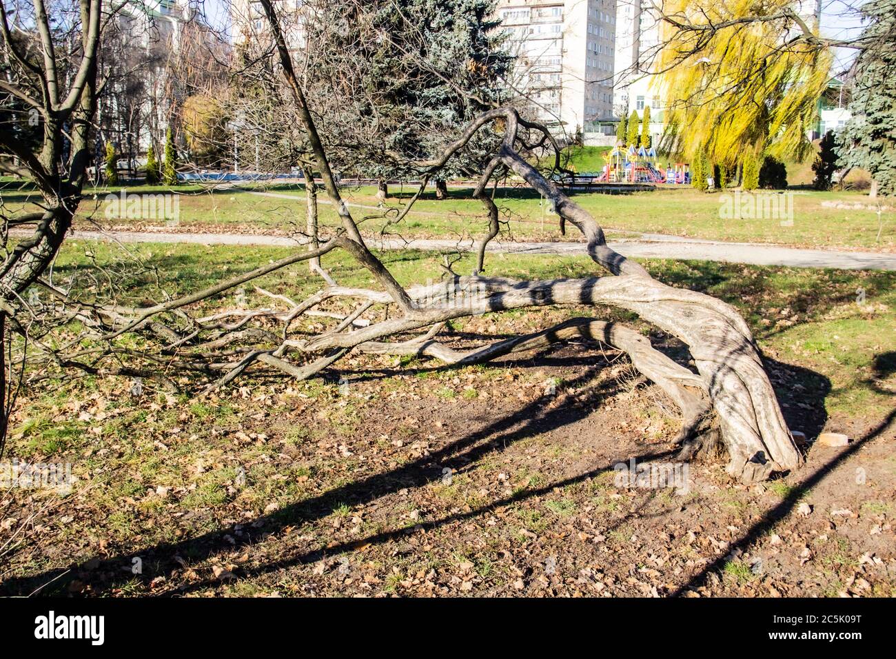 Verdrehter Baum im Park. Ukraine. Park in der Stadt Sumy. Natur im Herbst. Schiefe Baum Stockfoto