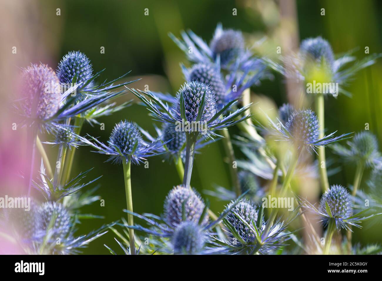 Nahaufnahme von Sea Holly Flowers Eryngium Stockfoto