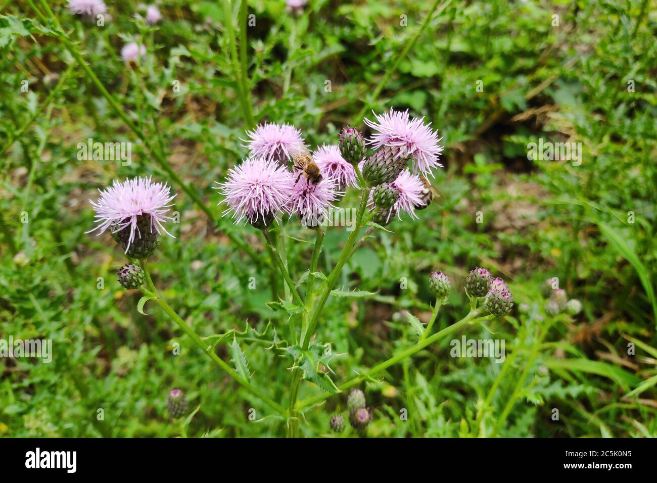 Nahaufnahme von Thistle-Blüten, die von Bienen gepflanzt wurden. Stockfoto
