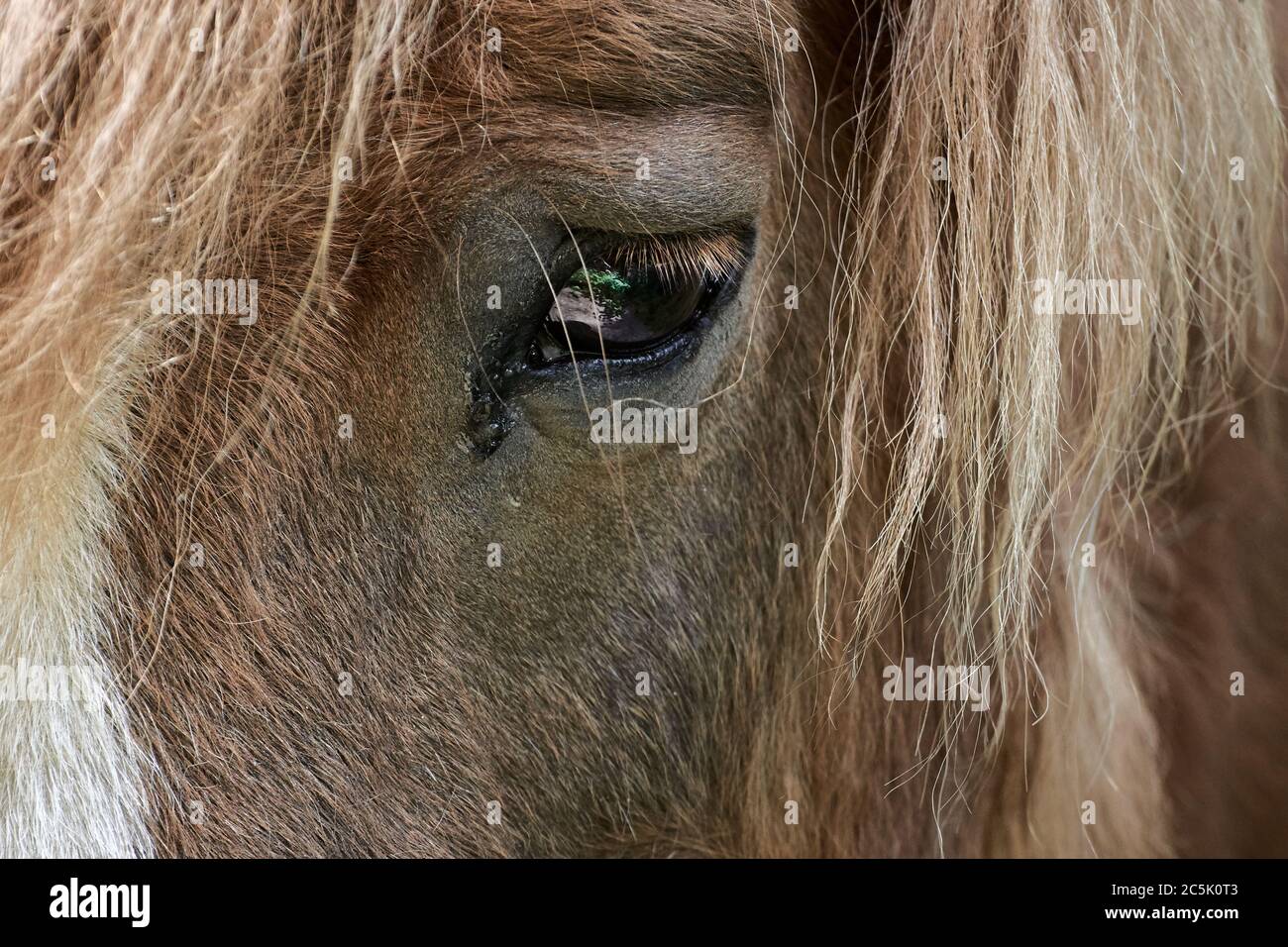 Nahaufnahme eines braunen Ponykopfes mit Mähne und Augenreflexionen Stockfoto