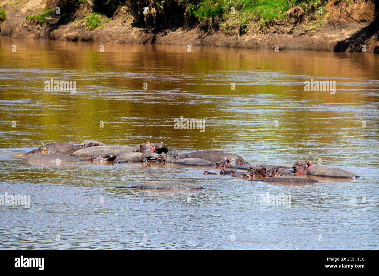 Common Hippopotamus (Hippopotamus amphibius). Nilpferde im Mara River, Mara Triangle, Masai Mara National Reserve, Kenia, Ostafrika Stockfoto