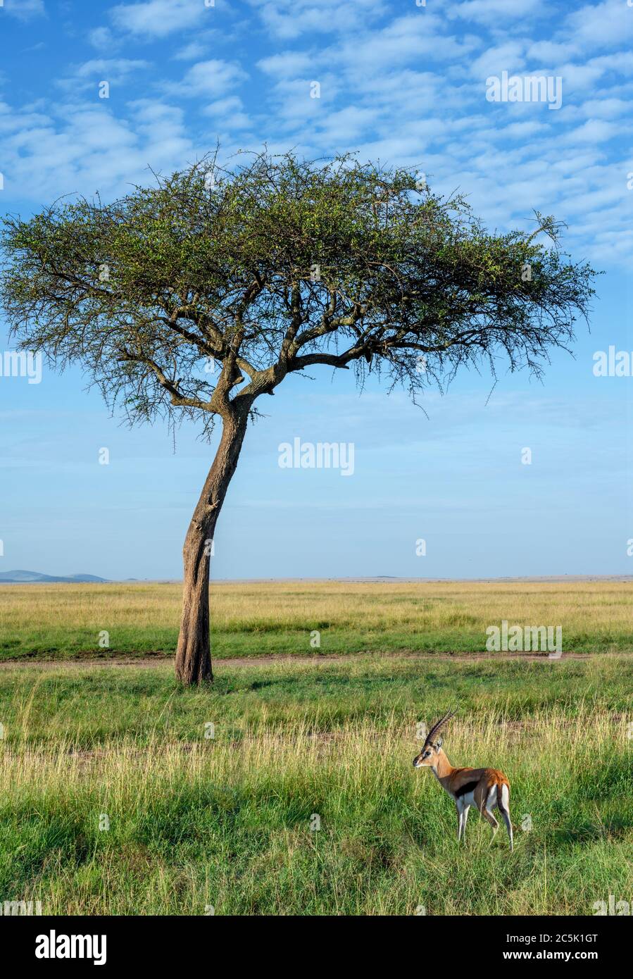 Thomson's Gazelle (Eudorcas thomsonii) in einer ostafrikanischen Landschaft, Masai Mara National Reserve, Kenia, Afrika Stockfoto