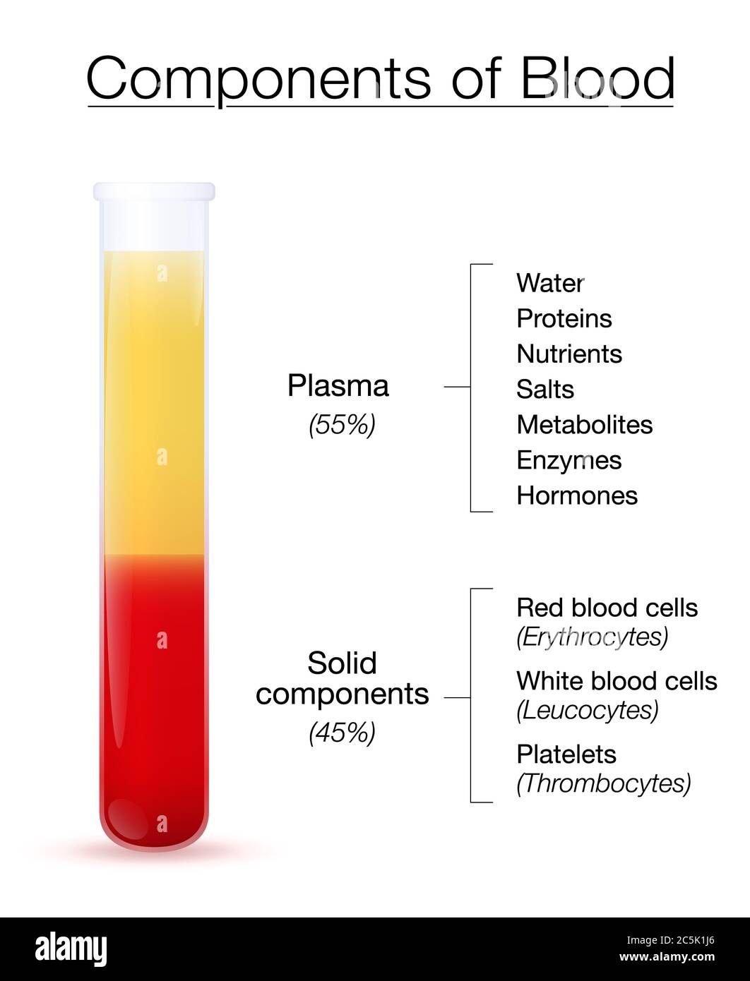 Infografik zu den Komponenten des Blutes. Reagenzglas mit zentrifugierten Plasma und festen Komponenten - die roten und weißen Blutkörperchen und Thrombozyten. Stockfoto