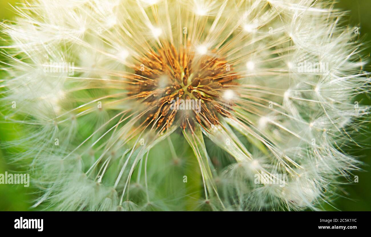 MakroLöwenzahn Blütenkopf mit Samen und Sonnenlicht. Stock Foto. Stockfoto