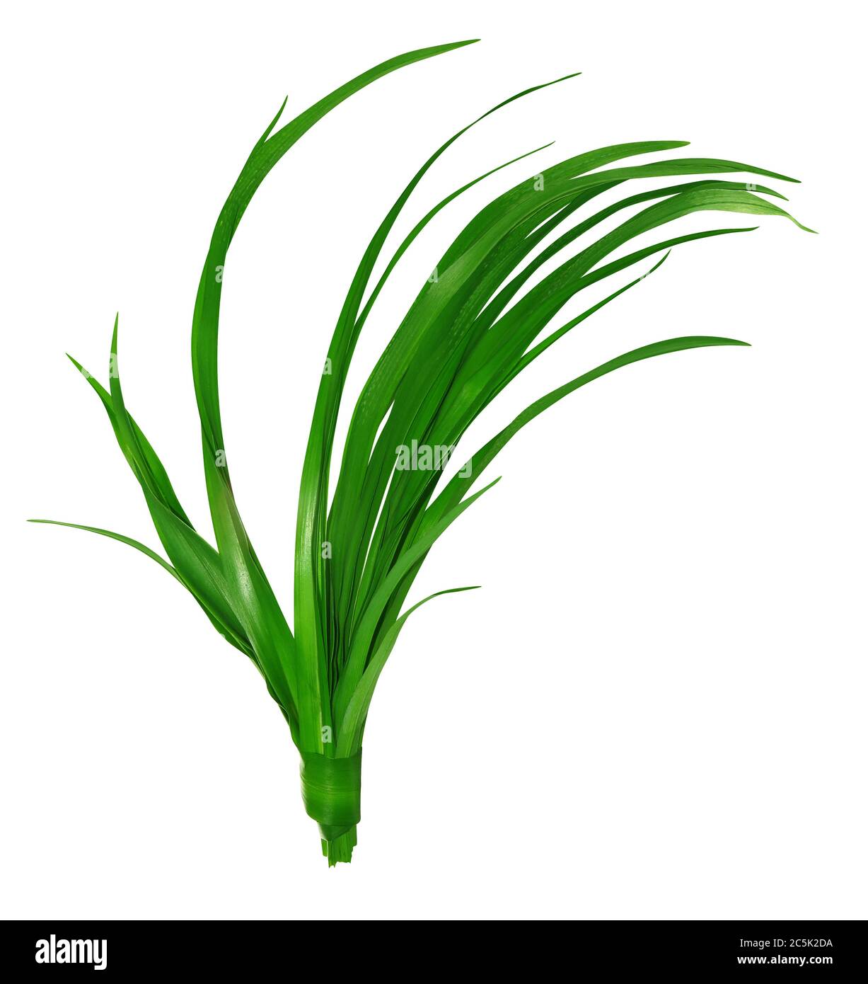 Lange Blätter von grünem Gras isoliert auf weißem Hintergrund. Stockfoto