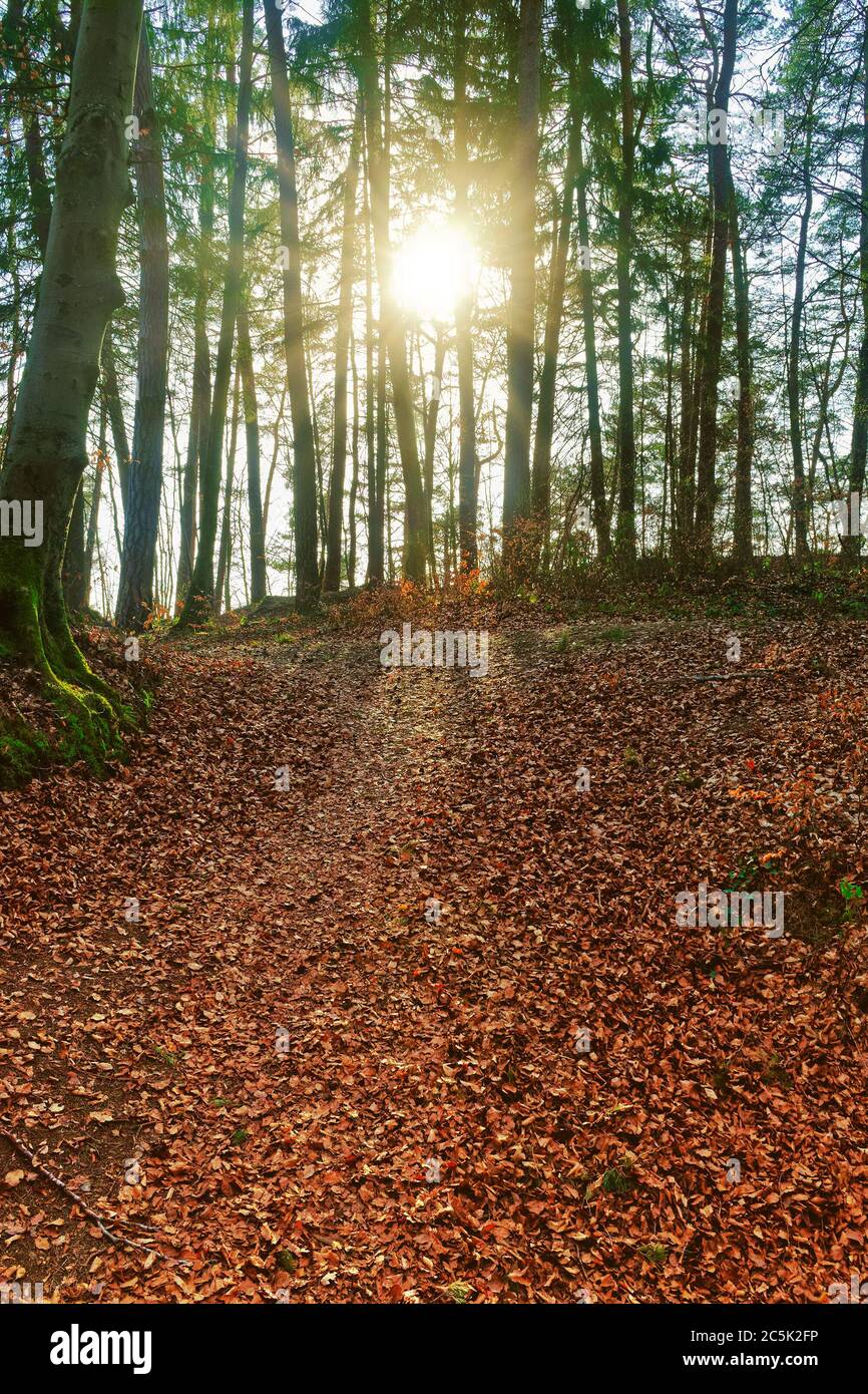 Am späten Nachmittag scheint die Sonne durch Bäume in einem Wald Stockfoto