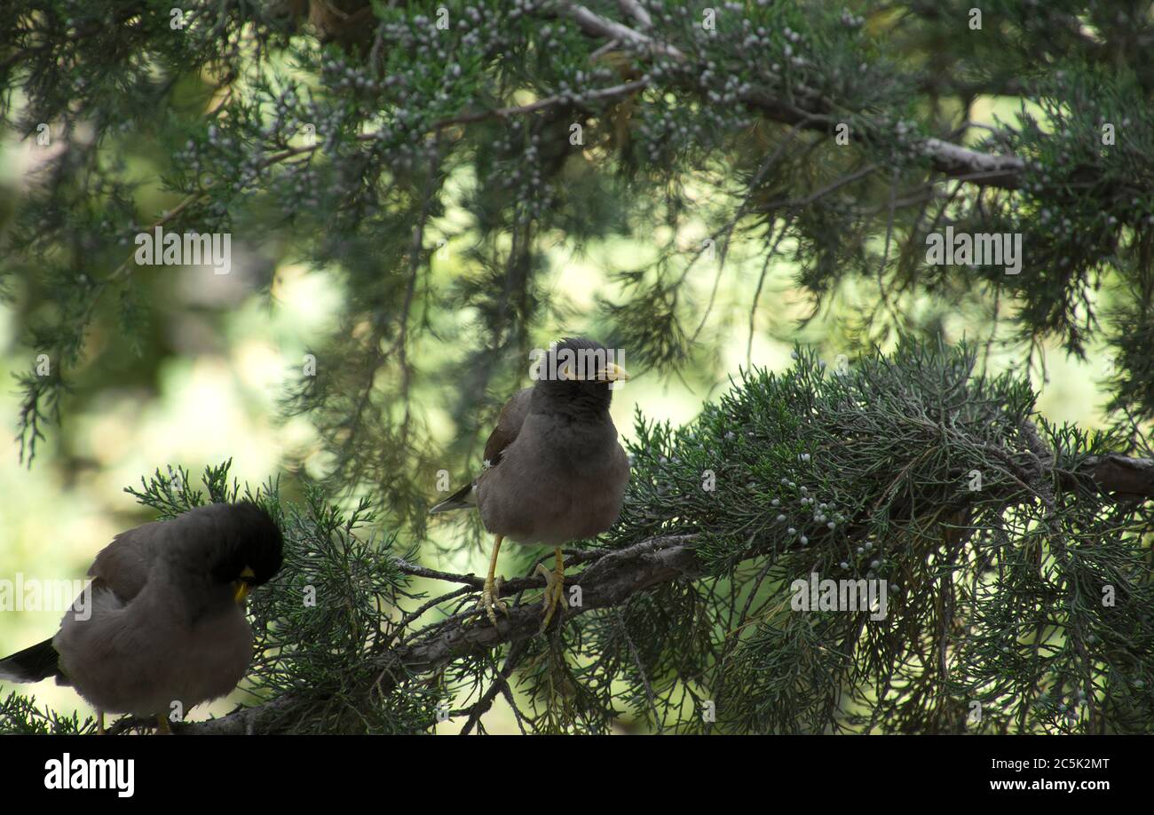 Nahaufnahme eines gemeinsamen Myna Vogels (indische Myna) auf einem Baum sitzend Stockfoto