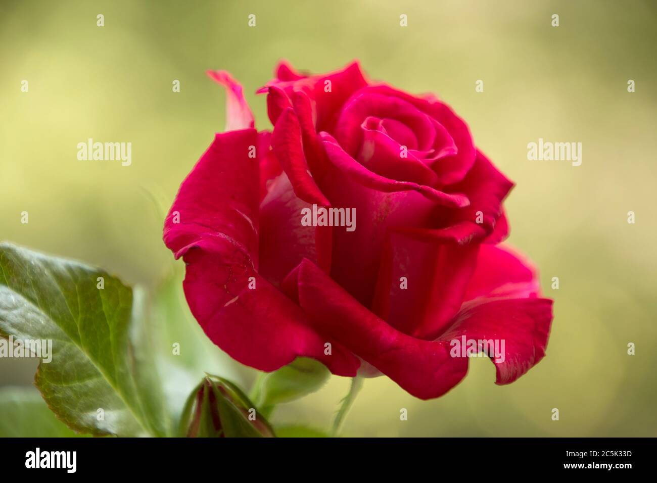 Nahaufnahme von frischen roten Rosen Hintergrund Stockfoto