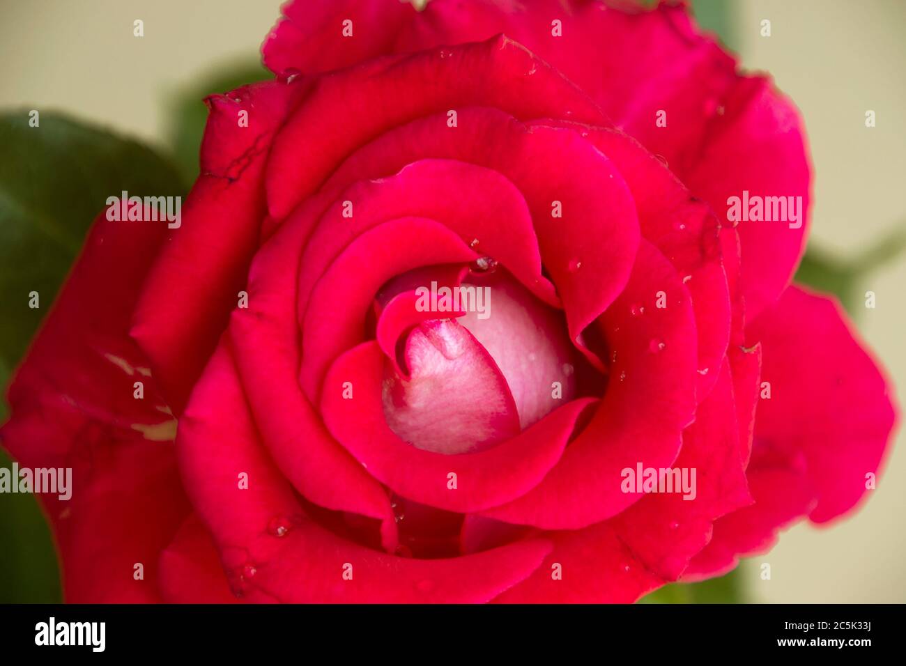 Nahaufnahme von frischen roten Rosen Hintergrund Stockfoto