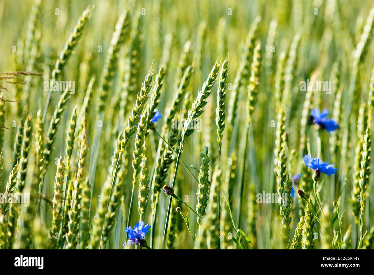 Bereich der wilden Blumen und Kornblumen im Sommer Stockfoto