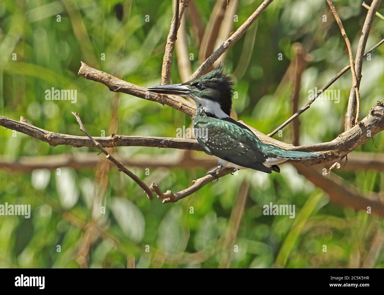 Green Kingfisher (chloroceryle Americana Americana) Erwachsenen auf dem Zweig Guaviare Flusses; Inirida, Kolumbien November Stockfoto