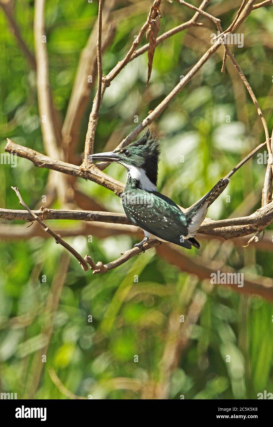 Grüner Eisvogel (Chloroceryle americana americana) Erwachsener auf Zweig mit Schwanz gespannt Guaviare River; Inirida, Kolumbien November Stockfoto