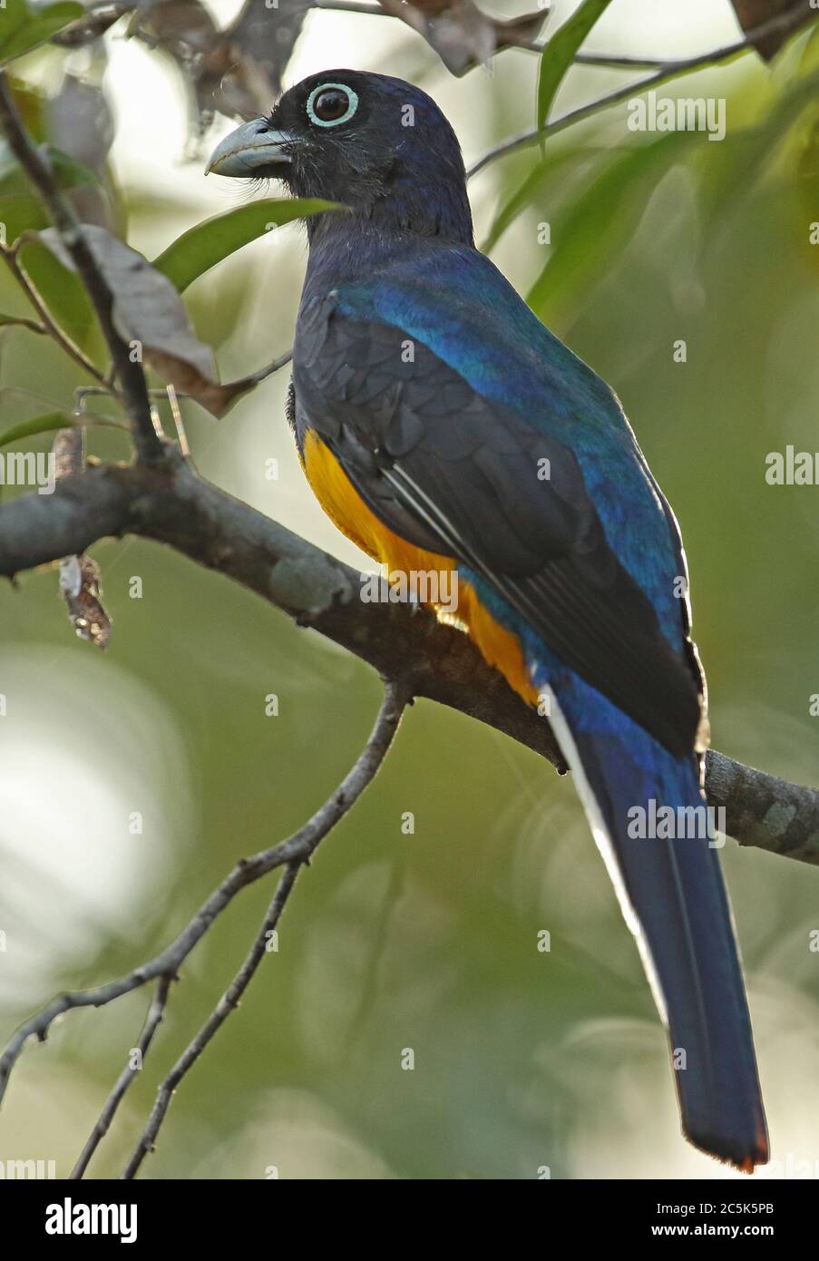 Grün - (trogon Trogon viridis) erwachsenen männlichen auf Zweig Cano Culebra, Inirida, Kolumbien November thront gesichert Stockfoto