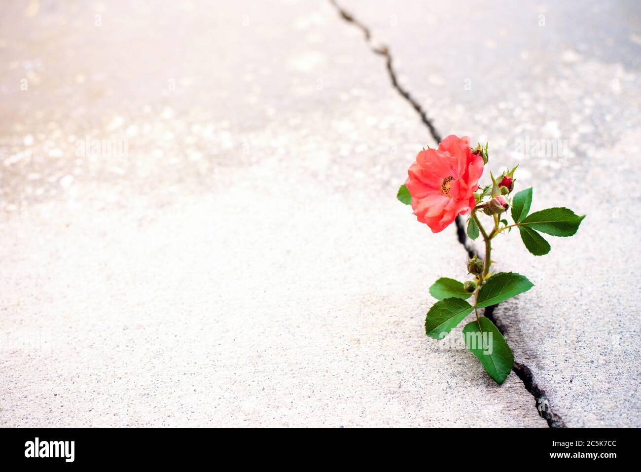 Rosenblüte wächst aus Riss in der Stange, Hoffnung und neues Wachstum in der Mitte der Krise, neues Leben neue Hoffnung Stockfoto