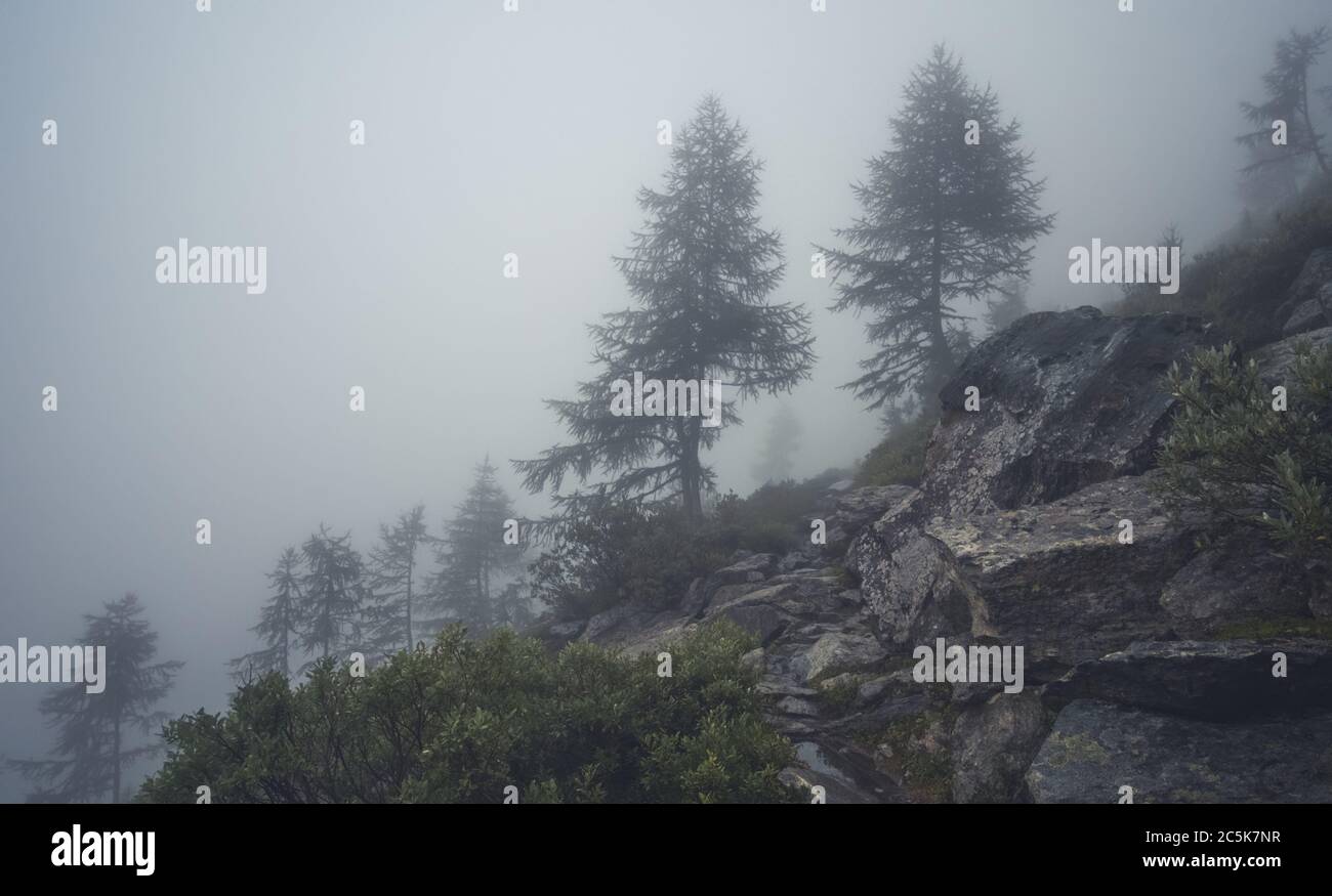 Nebel hoch im Bergwald Stockfoto