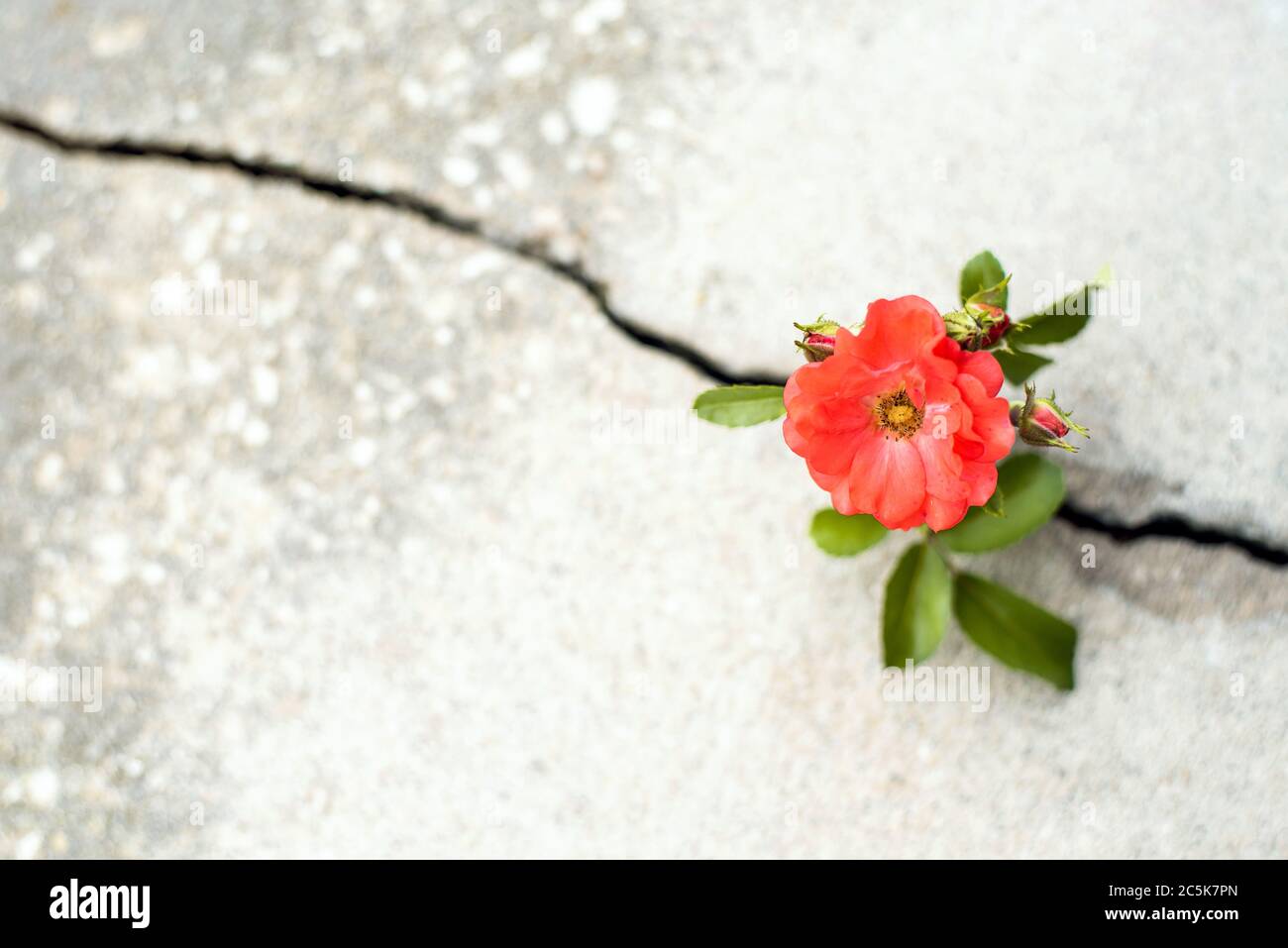 Rosenblüte wächst aus Riss in der Stange, Hoffnung und neues Wachstum in der Mitte der Krise, neues Leben neue Hoffnung Stockfoto