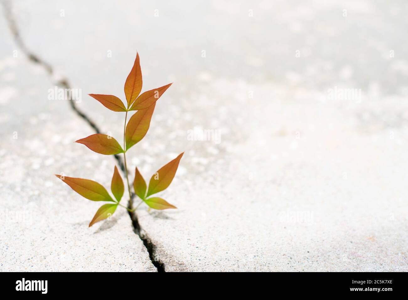 Nandina Pflanze wächst aus Riss in der Stange, neues Wachstum in der Mitte der Krise, neues Leben neue Hoffnung Stockfoto