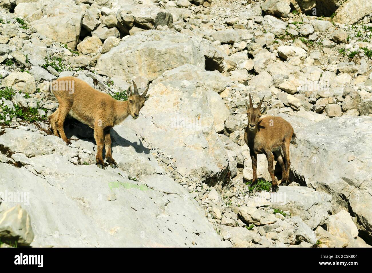 Alpine Ibex (Bouquetin) in den französischen Alpen, über dem See Annecy. Stockfoto
