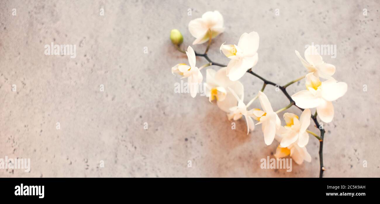 Dünner Orchideenzweig mit zarten weißen Blüten, die auf rauer grauer Steinoberfläche platziert sind Stockfoto