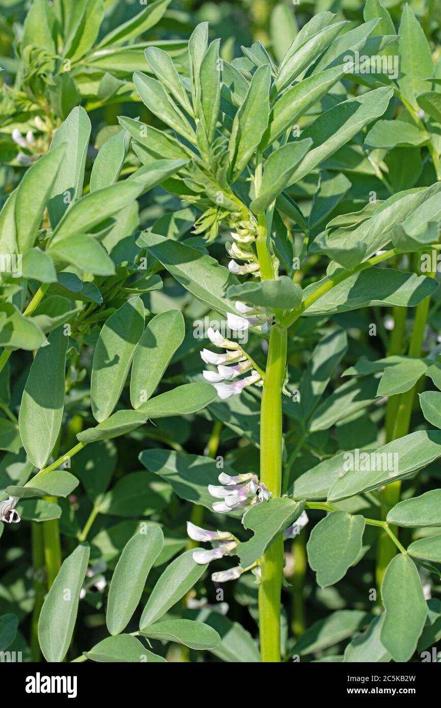 Blühende breite Bohne, Vicia faba, im Frühsommer Stockfoto