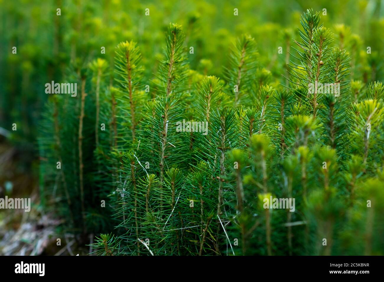 Fichtenplantage mit verschwommenem Hintergrund. Nadelkeimlinge, selektiver Fokus, grüner Fichtenhintergrund Stockfoto