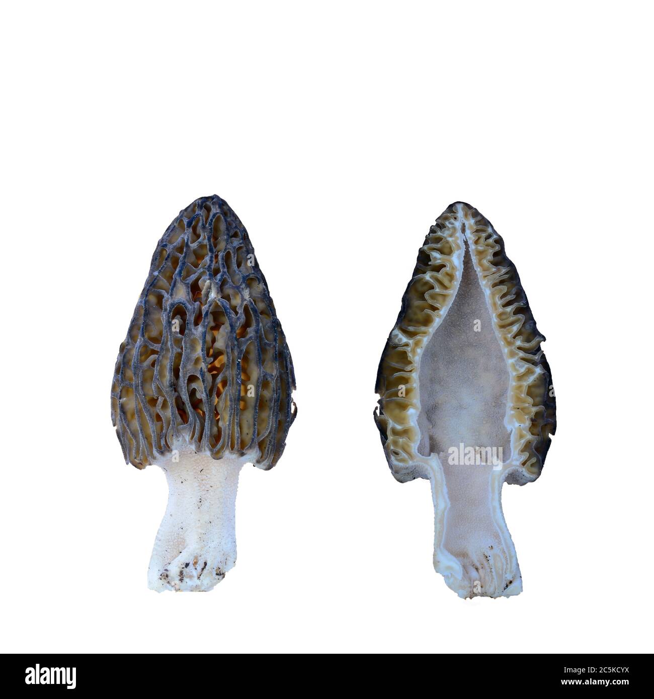 Schwarzer Morelpilz oder Morchella Conica Querschnitt, außen und innen, isoliert auf weißem Hintergrund Stockfoto