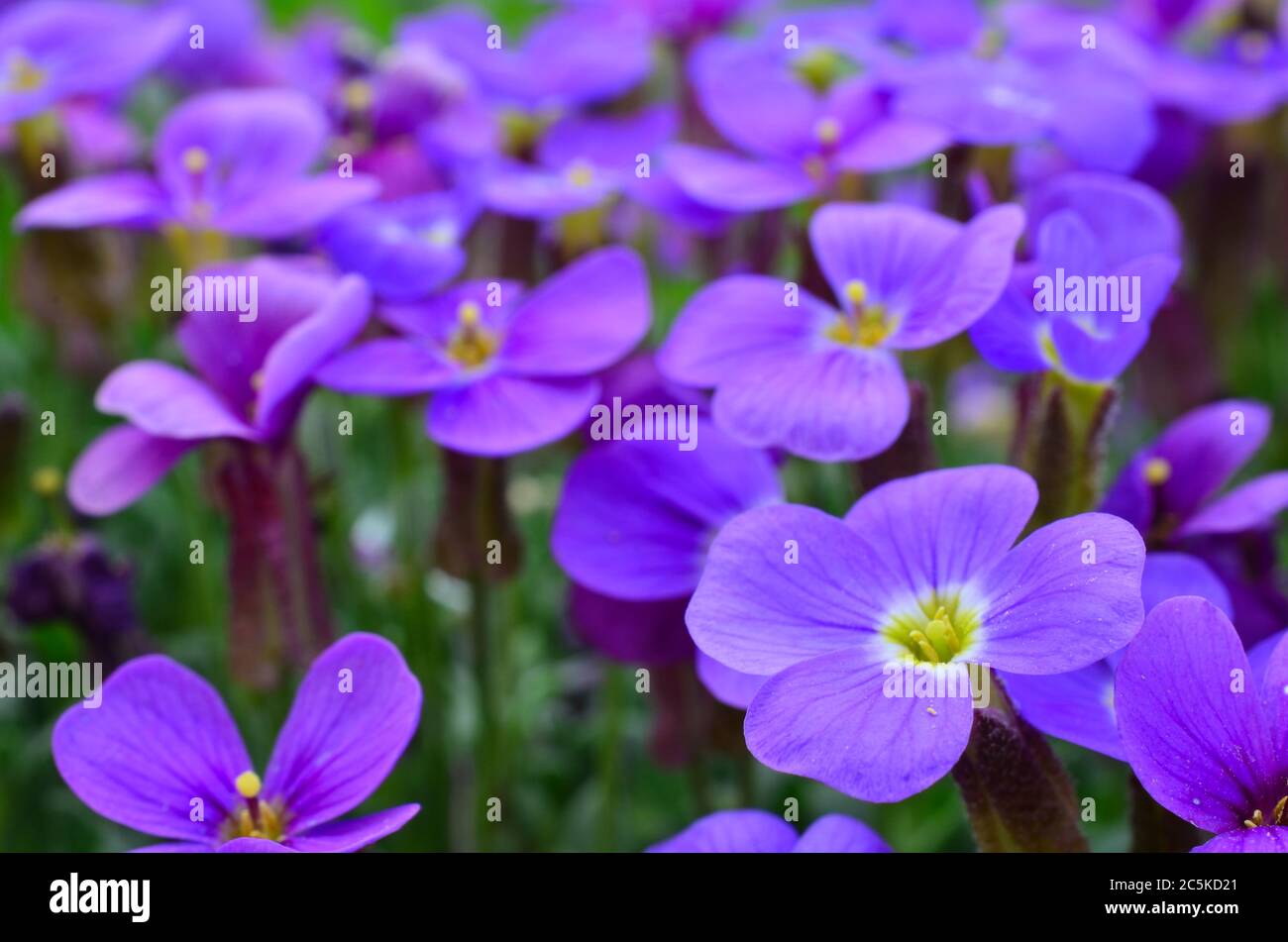 Viele kleine, violette Blüten, geringe Schärfentiefe Stockfoto