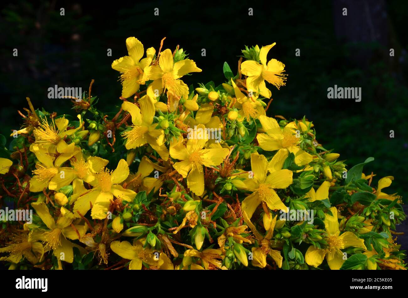 Bouquet von frisch geernteter Johanniskraut im späten Nachmittag hell vor dunklem Hintergrund Stockfoto