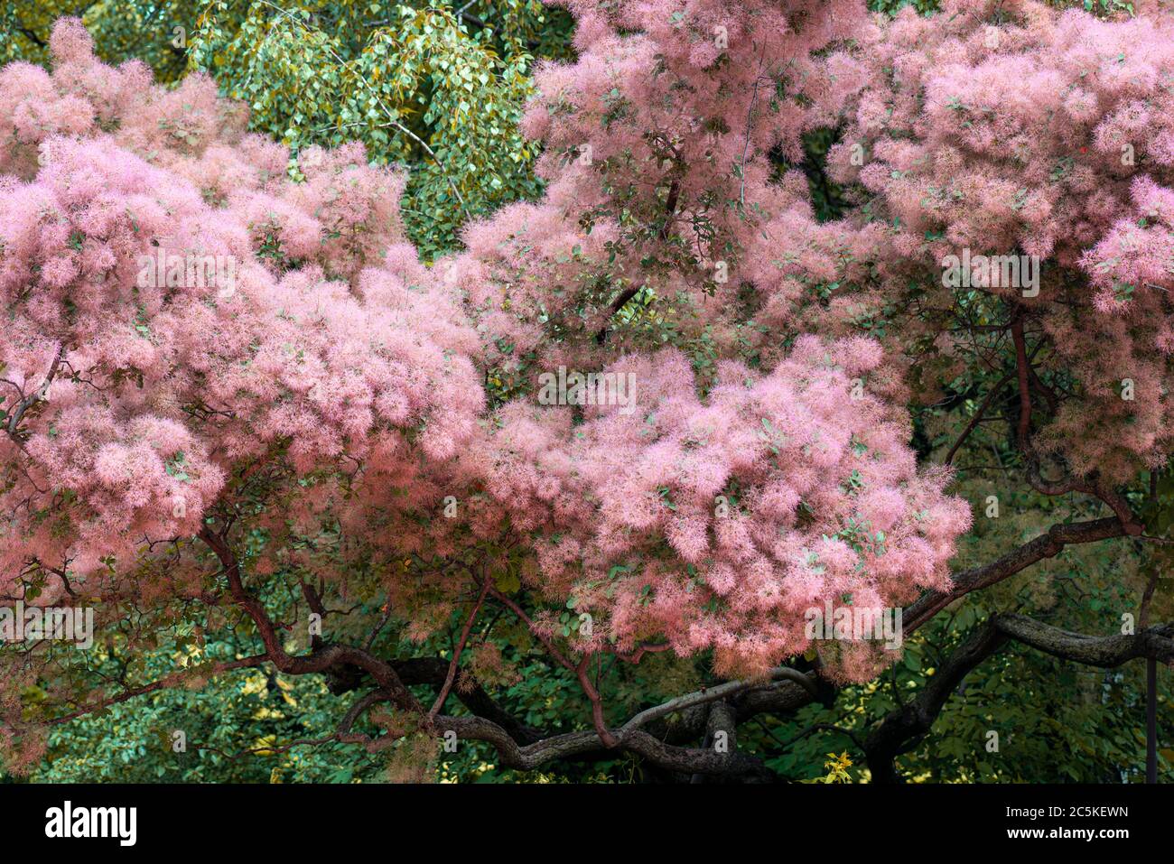 Skumpiya Gerben, Cotinus coggygria oder Rauchbaum Stockfoto