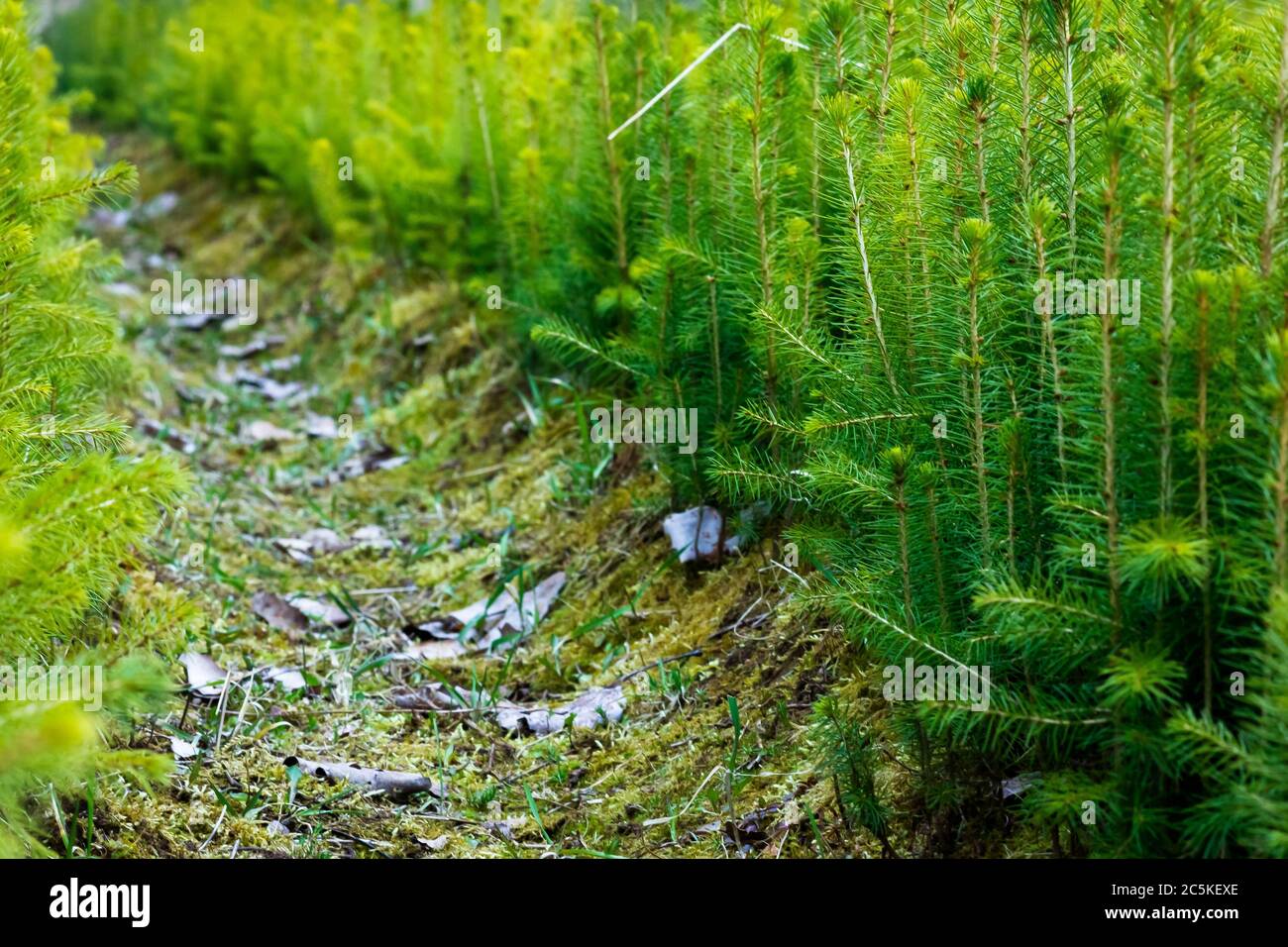 Fichtenplantage mit verschwommenem Hintergrund. Nadelkeimlinge, selektiver Fokus, grüner Fichtenhintergrund Stockfoto