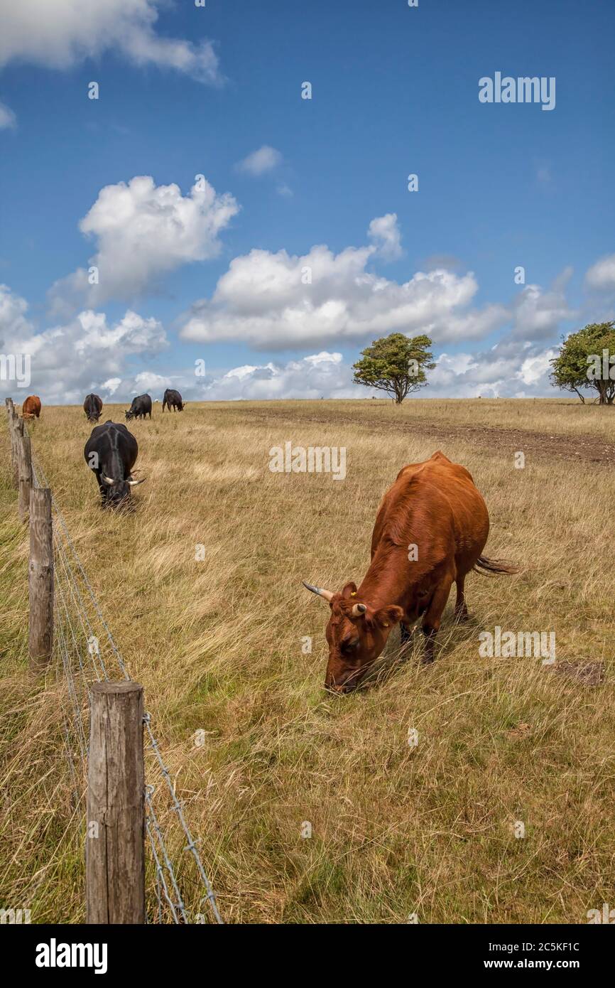 Viehweiden in der Nähe von South Downs Way Stockfoto