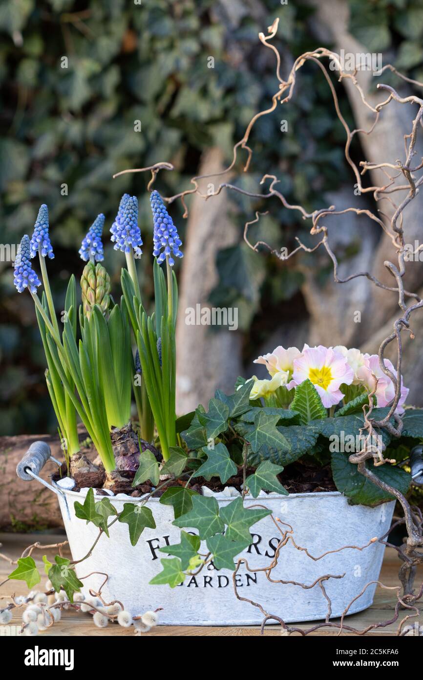 Muscari und Primrose im Vintage-Pflanzentopf als Gartendekoration im Frühling Stockfoto