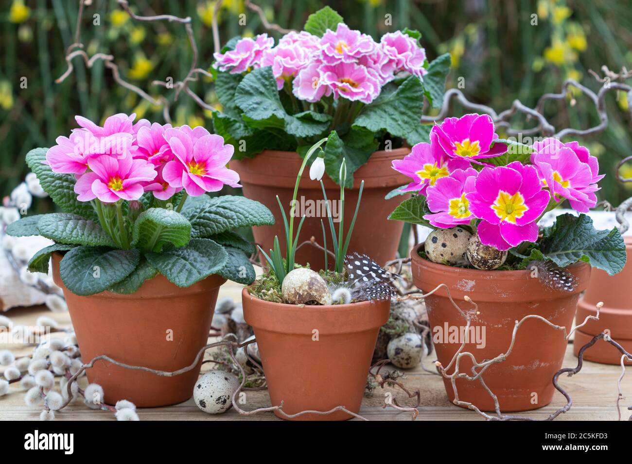 Rosa Primeln in Terrakotta-Töpfen als rustikale Gartendekoration im Frühling Stockfoto