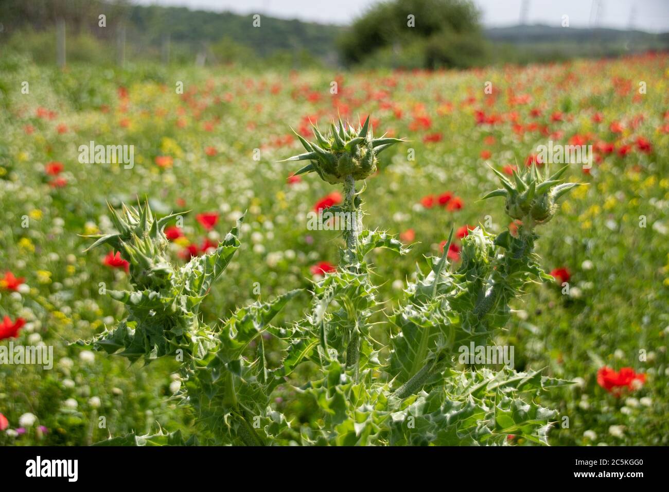 Rote Mohnblumen in grünem Gras und natürlichen Hintergrund Stockfoto