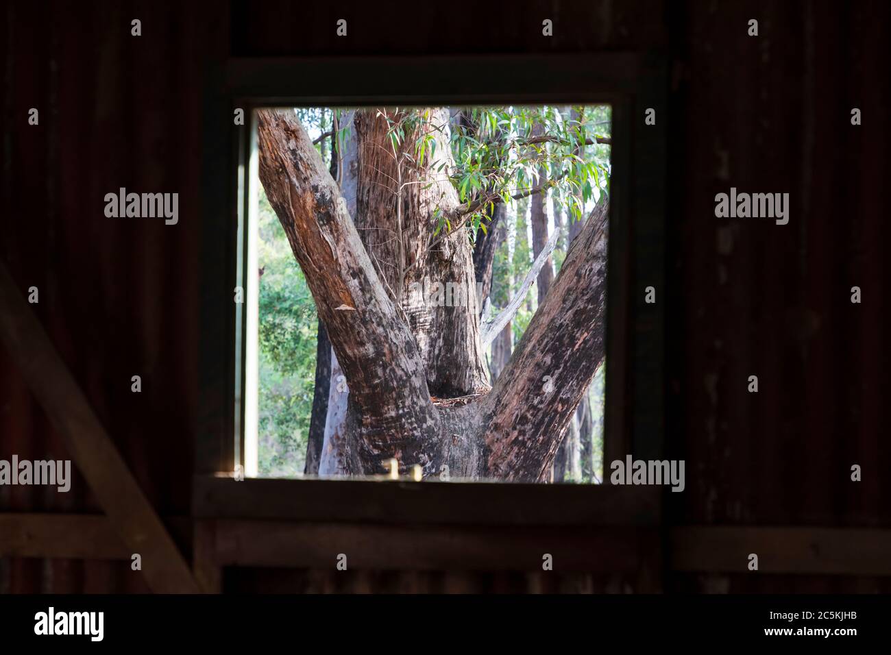 In einem alten Gebäude mit Blick aus dem Fenster auf A forest.1.jpg Stockfoto